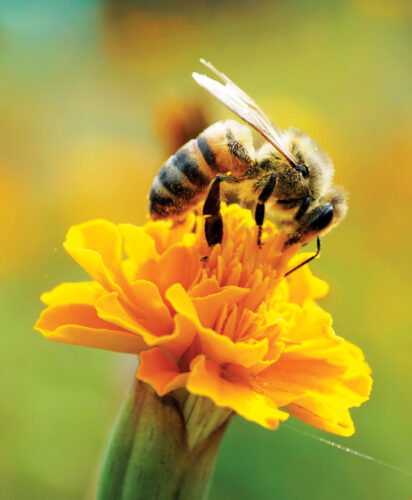 Let Your Bees Do the Gardening